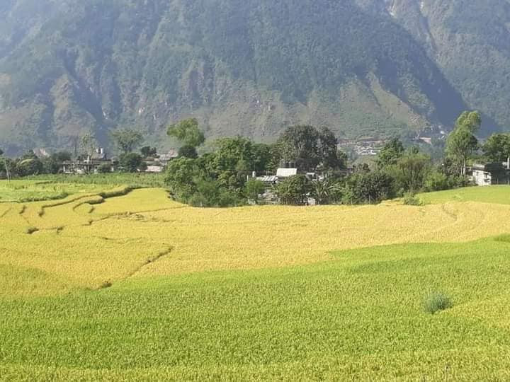म्याग्दीमा धानबालीमा गभारोको प्रकोप, विज्ञले दिए यस्ता सुझाव